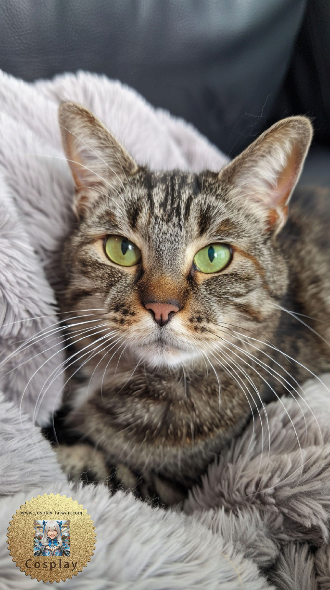 leonchou1968_A_cute_short_hair_cat_with_dark_grey_tabby_stripes_82d3187d-65a0-4bc2-af22-48829cdab4fd.jpg